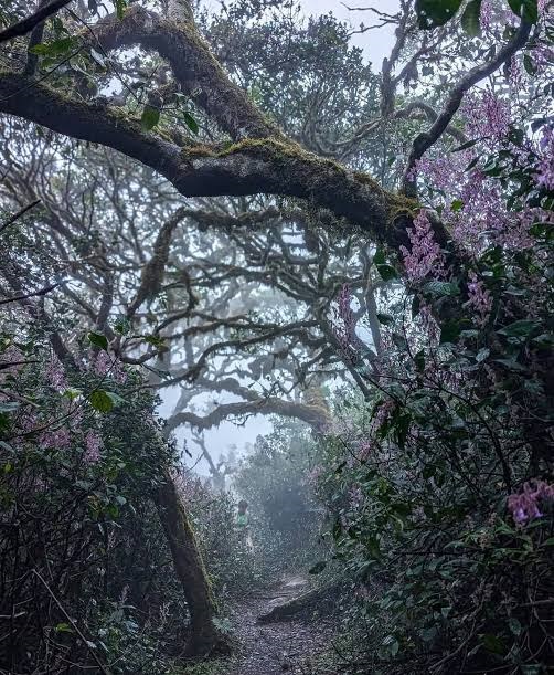 Purple Nelu (Strobilanthes) flowers   Clustering along the trees and bushes in the misty forest.- Horton Plains